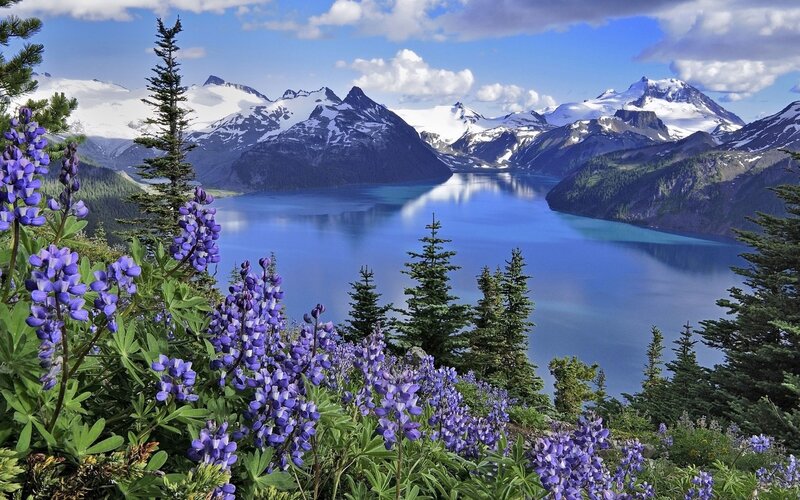 Lupine flowers by a mountain lake