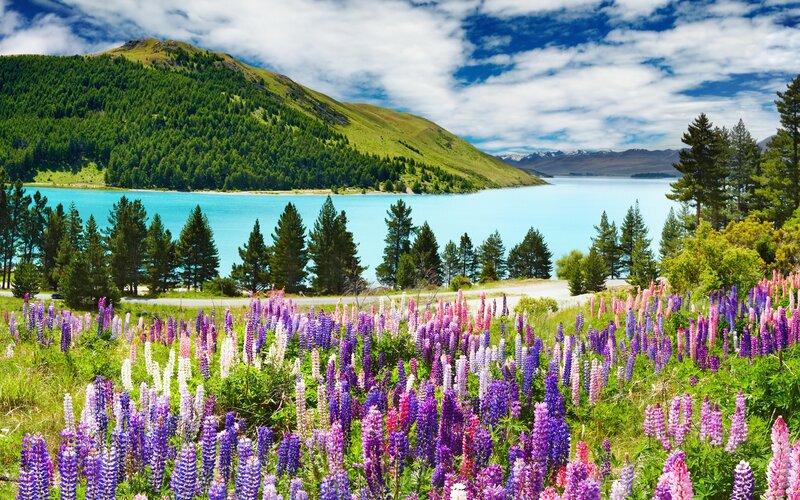 Lupine flowers by a turquoise lake