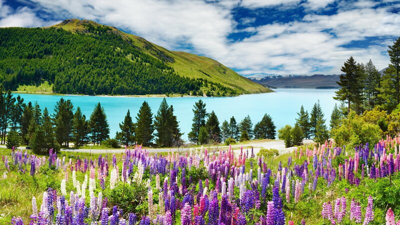 Lupine flowers by a turquoise lake
