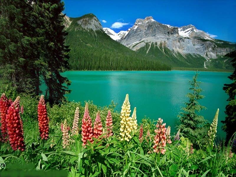 Lupine flowers by a turquoise lake