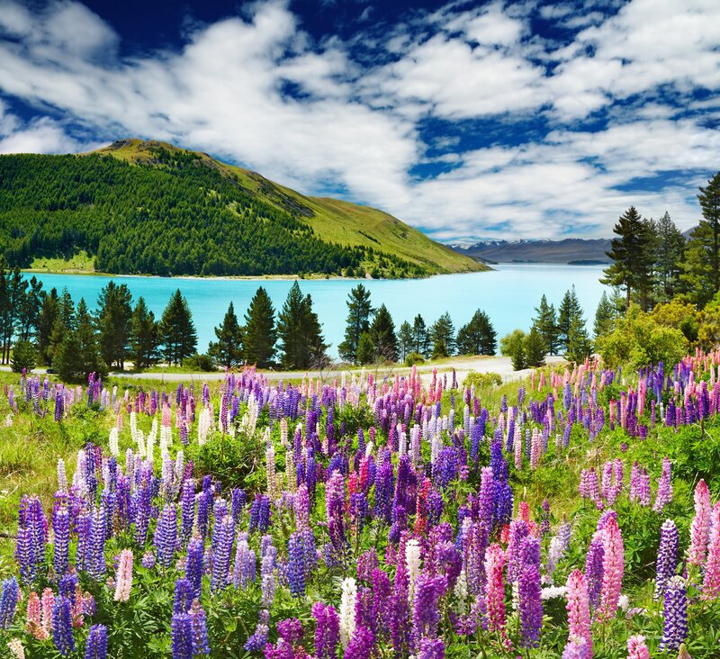 Lupine flowers by a turquoise lake