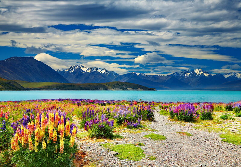 Lupine Flowers by Lake — Blue, Dramatic