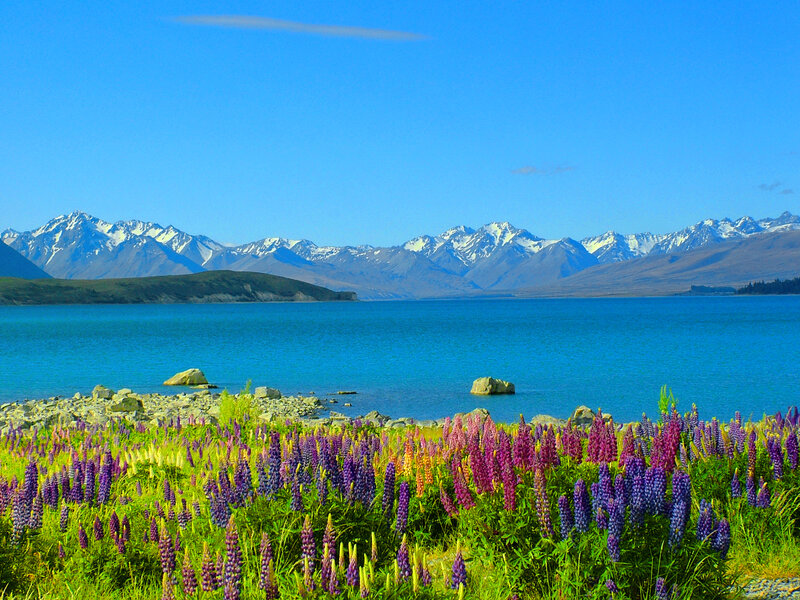 Lupine Flowers by Lake — Blue, Serene, Afternoon, Photograph, Mountains