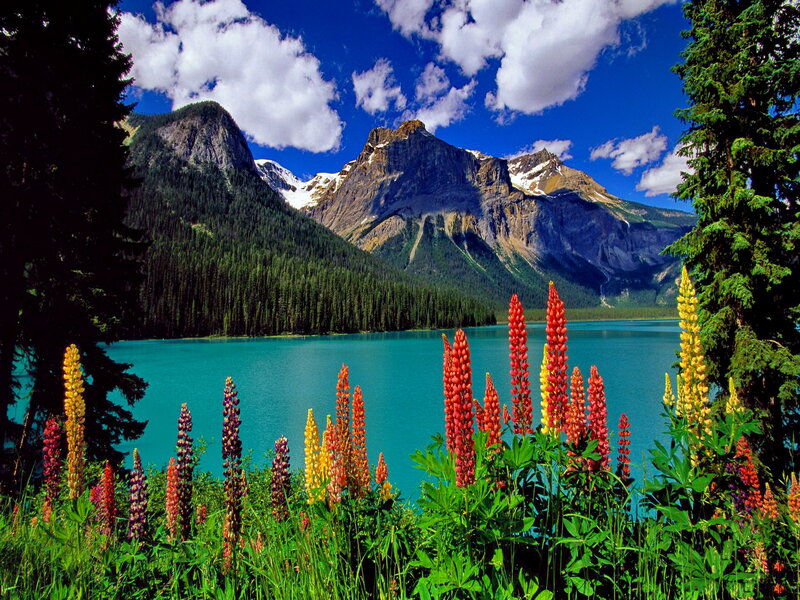 Lupine Flowers by Lake — Blue, Serene, Summer