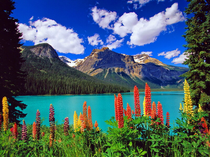 Lupine Flowers by Lake — Blue, Serene