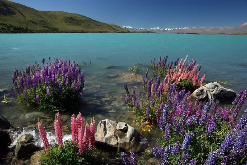 Lupine Flowers by Lake — Blue