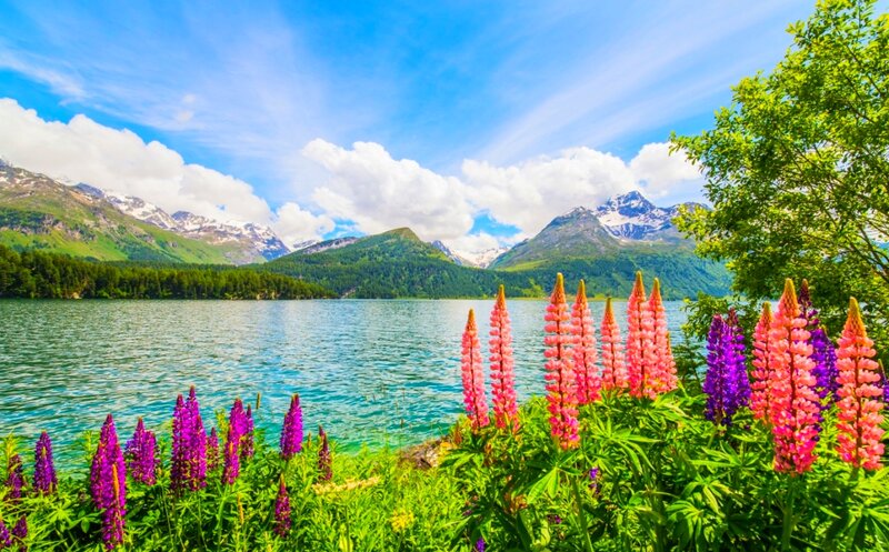 Lupine Flowers by Lake — Green, Serene