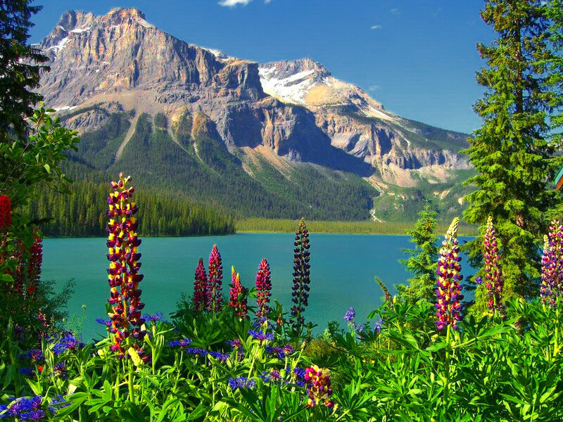 Lupine Flowers by Lake — Green