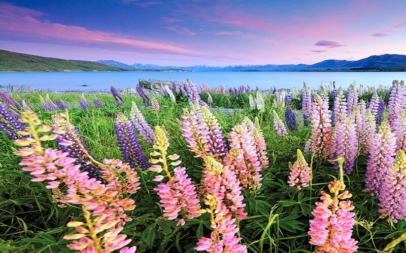Lupine Flowers by Lake — Pink, Serene, Sunset