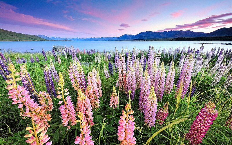 Lupine Flowers by Lake — Pink, Serene