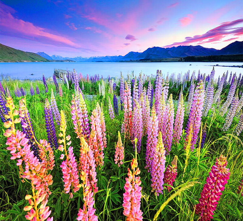 Lupine Flowers by Lake — Pink