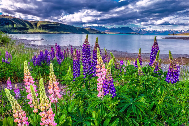 Lupine Flowers by Lake — Purple, Dramatic, Afternoon, Photograph