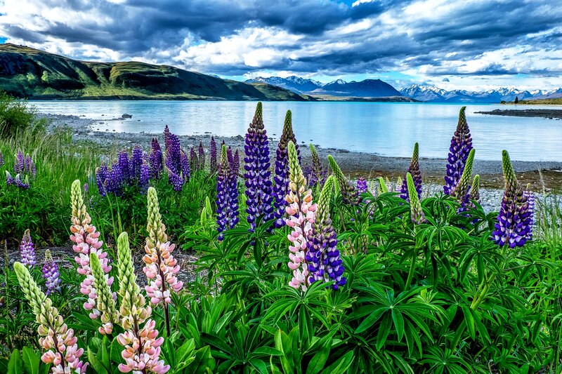 Lupine Flowers by Lake — Purple, Dramatic, Afternoon