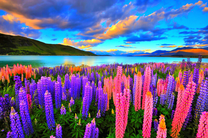 Lupine Flowers by Lake — Purple, Dramatic, Sunset, Photograph, Mountains