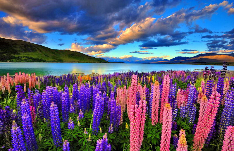 Lupine Flowers by Lake — Purple, Dramatic, Sunset