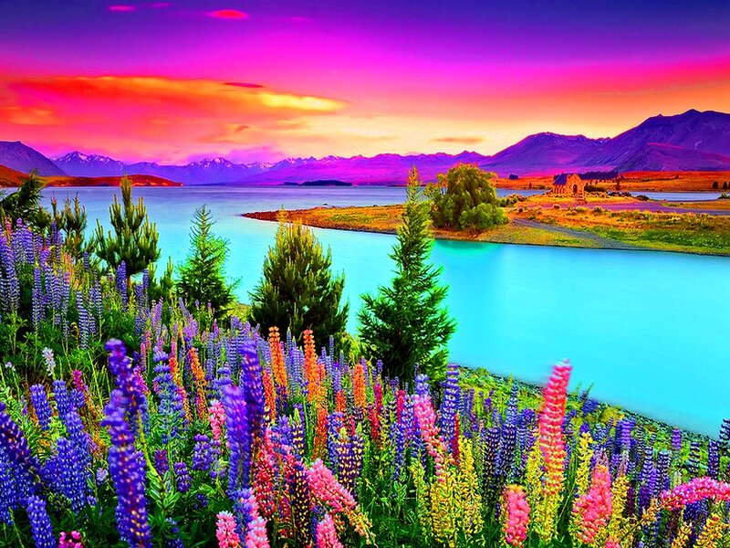 Lupine Flowers by Lake — Purple, Dramatic