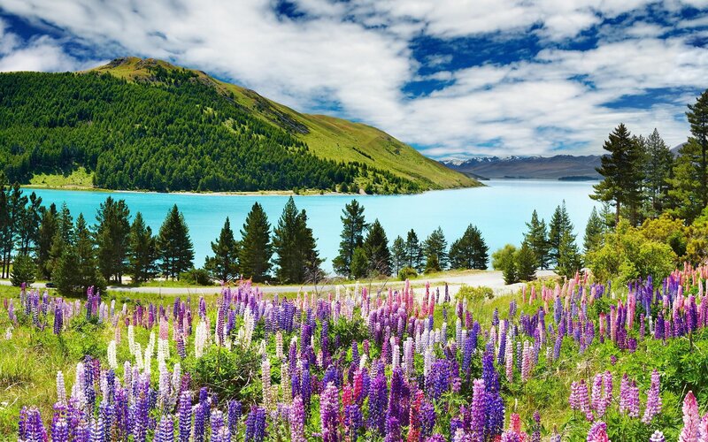 Lupine Flowers by Lake — Purple, Serene, Afternoon, Photograph, Mountain