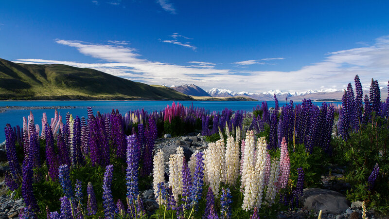 Lupine Flowers by Lake — Purple, Serene, Afternoon, Photograph