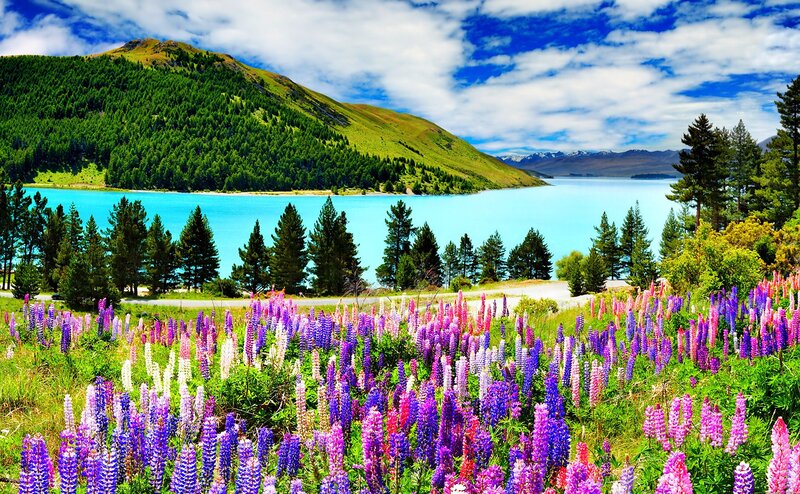 Lupine Flowers by Lake — Purple, Serene, Afternoon