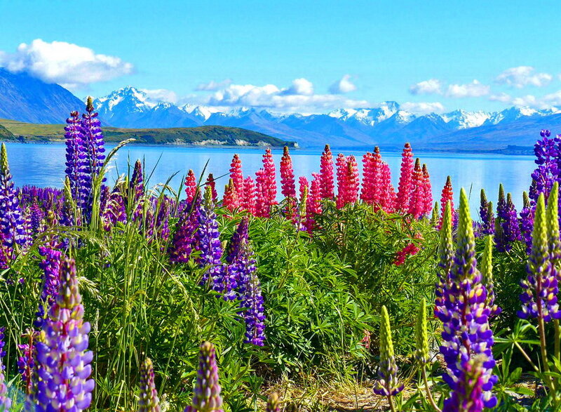 Lupine Flowers by Lake — Purple, Serene, Summer, Photograph, Mountains
