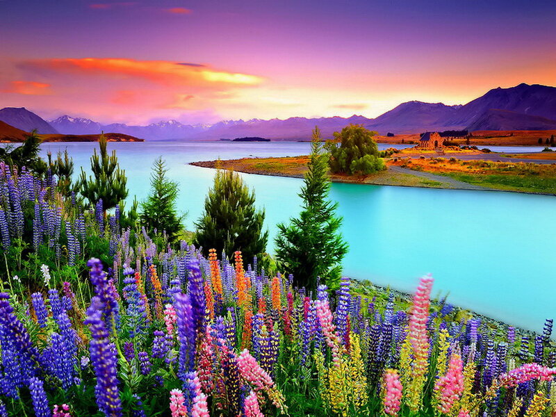 Lupine Flowers by Lake — Purple, Serene