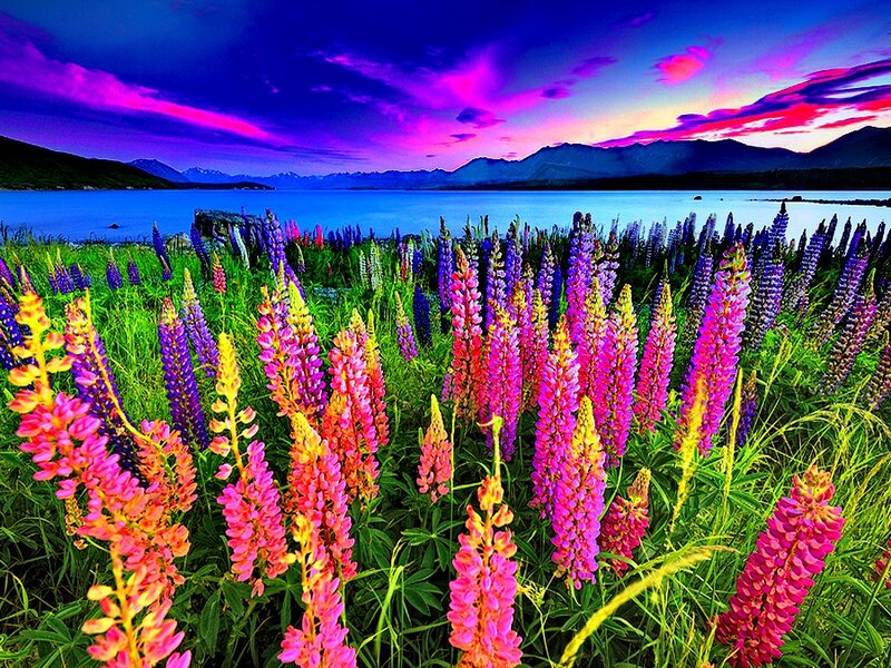 Lupine Flowers by Lake — Purple