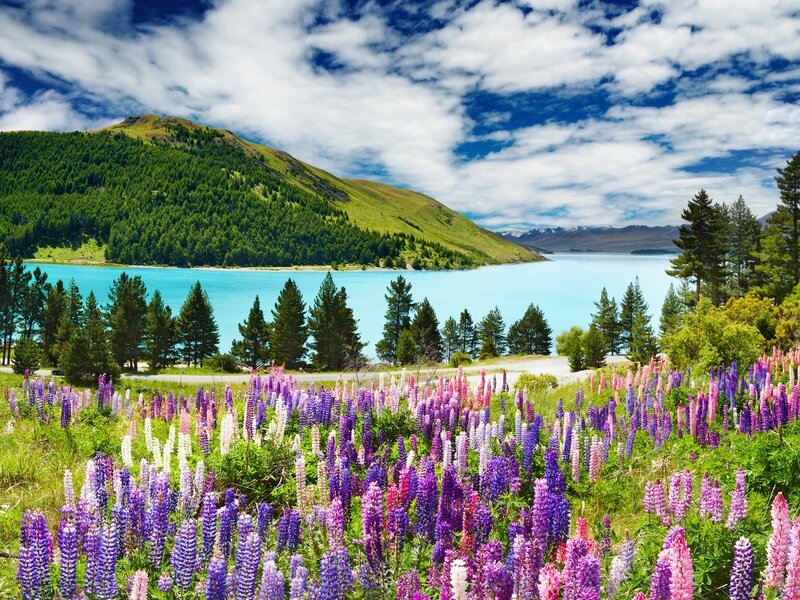 Lupine Flowers by Lake