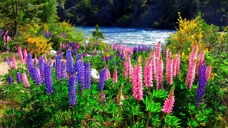 Lupine Flowers by River — Pink