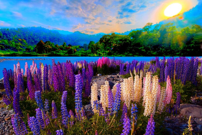 Lupine Flowers by River — Purple, Serene