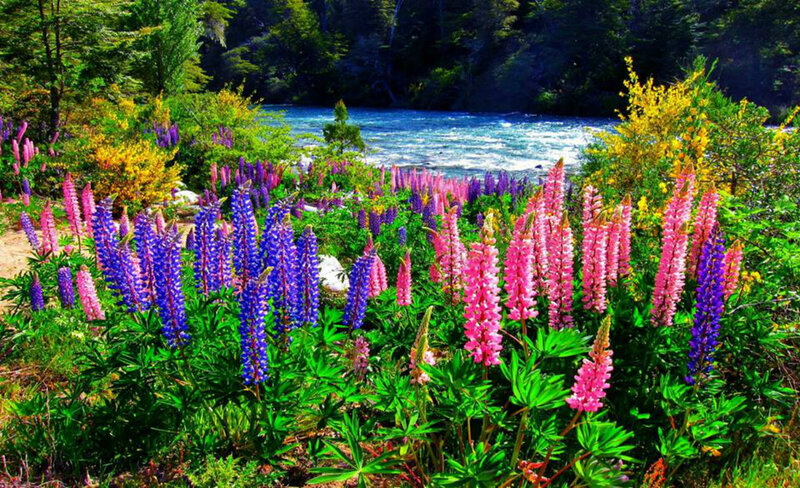 Lupine Flowers by River — Purple