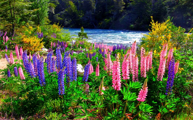 Lupine Flowers by River