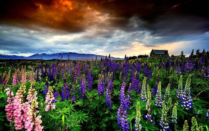 Lupine Flowers Field — Purple