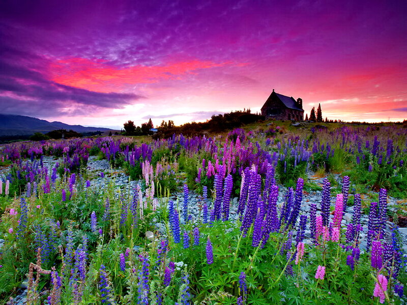 Lupine Flowers Field