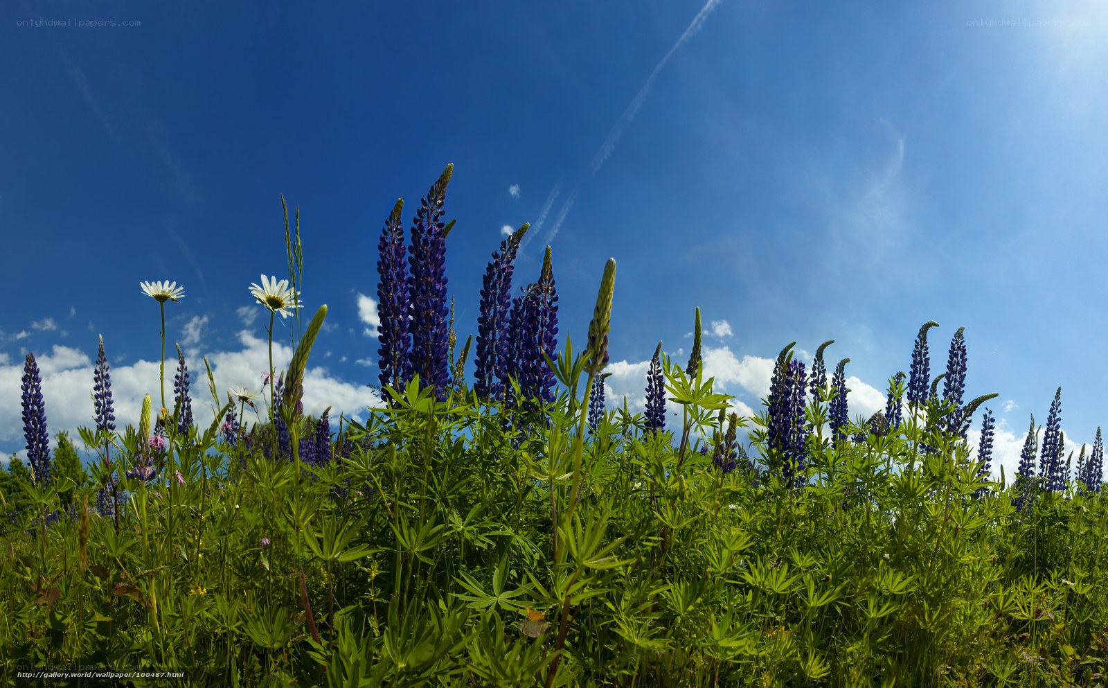 Lupine flowers in a meadow