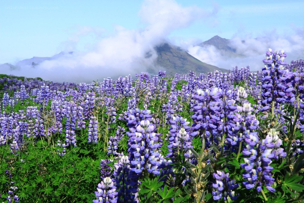 Lupine flowers in a mountain field