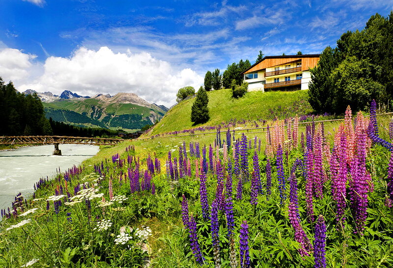 Lupine Flowers in Alpine Valley