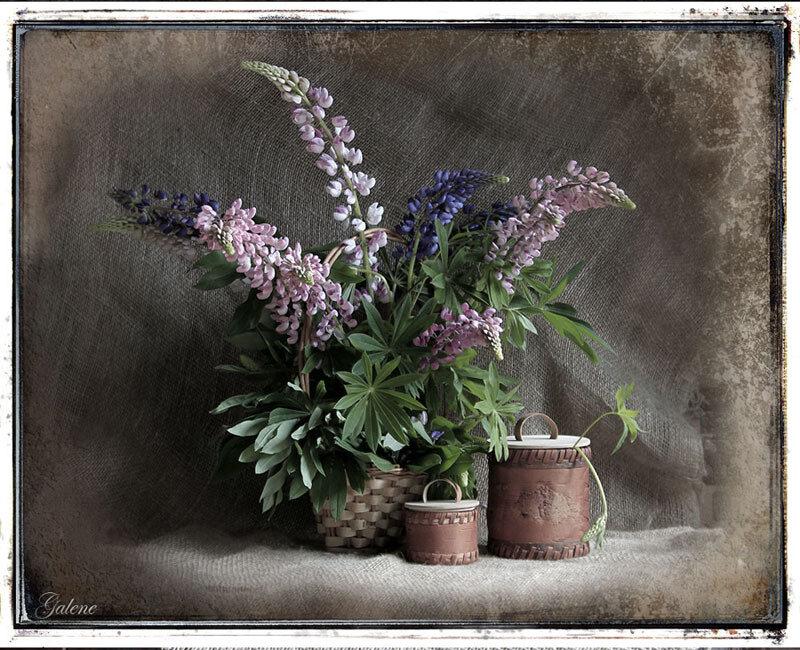 Lupine Flowers in Basket