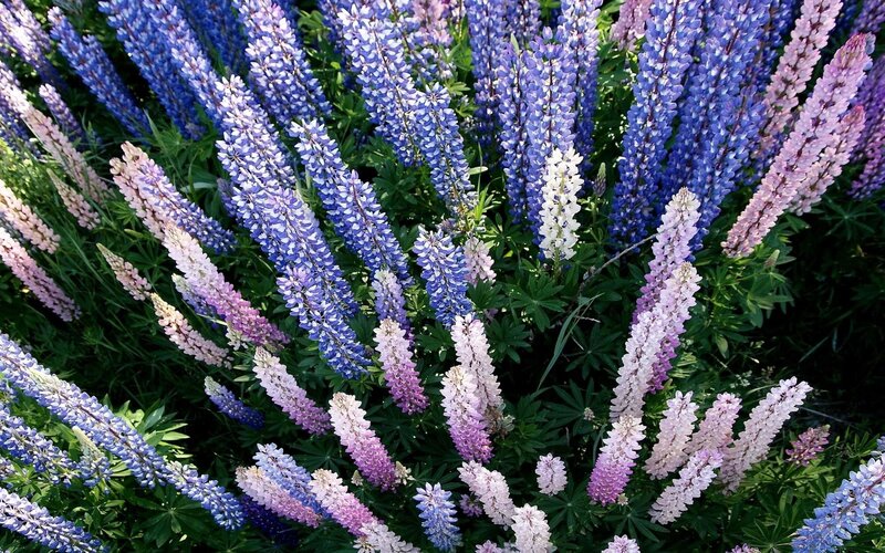 Lupine Flowers in Bloom — Blue