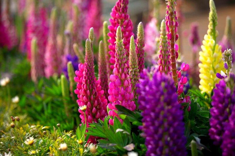 Lupine Flowers in Bloom — Pink