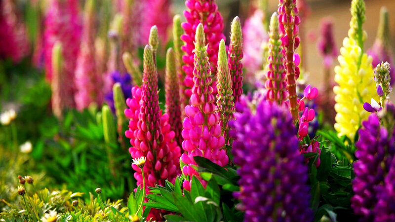 Lupine Flowers in Bloom — Pink, Vibrant, Summer