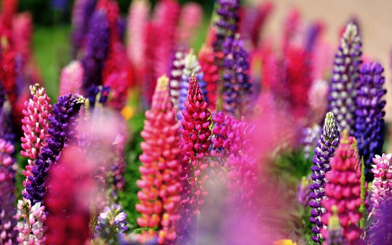 Lupine Flowers in Bloom — Pink, Vibrant