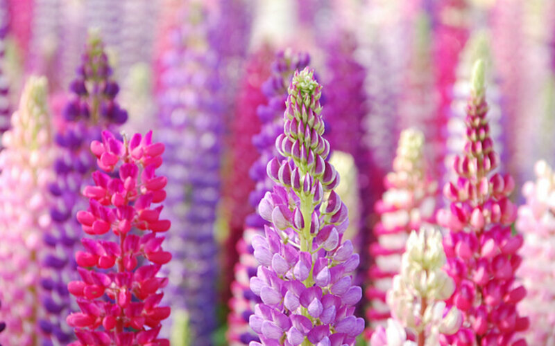 Lupine Flowers in Bloom — Purple