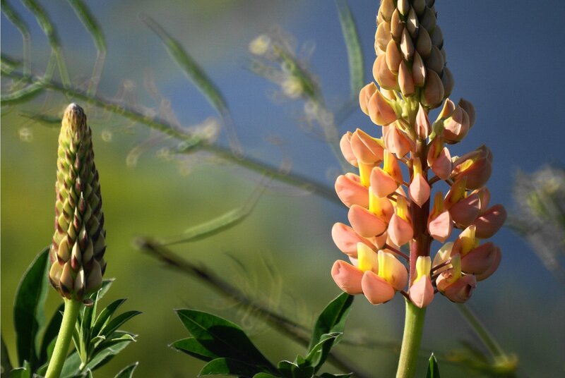 Lupine flowers in bloom
