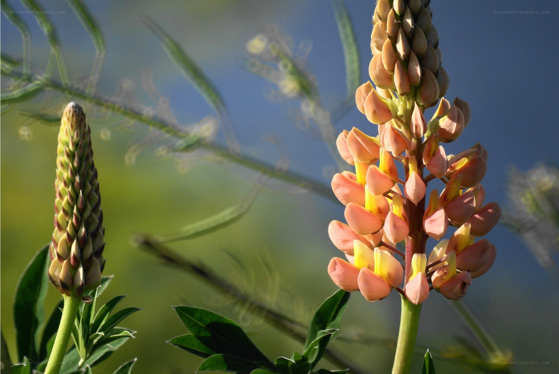 Lupine flowers in bloom