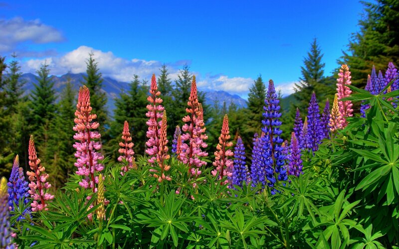 Lupine Flowers in Field — Blue, Serene