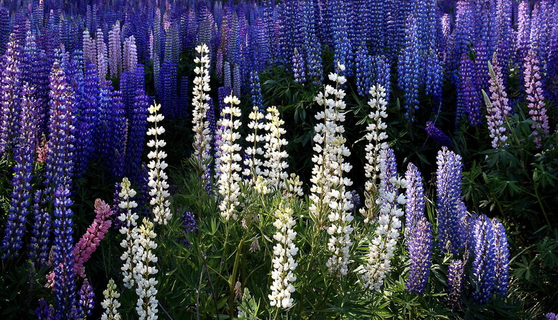 Lupine Flowers in Field — Blue