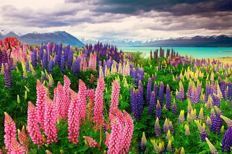 Lupine Flowers in Field — Pink, Dramatic