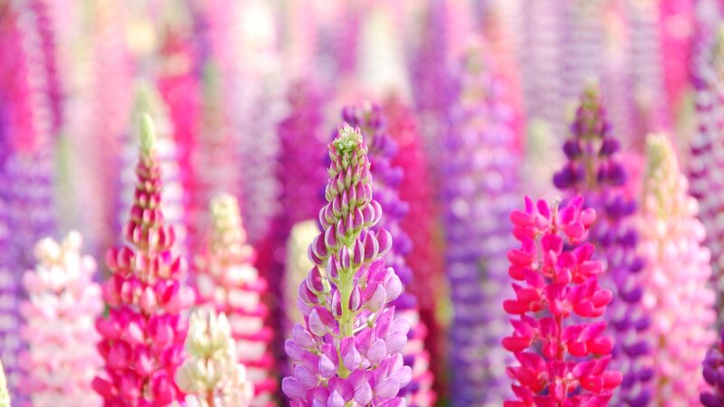 Lupine Flowers in Field — Pink, Serene