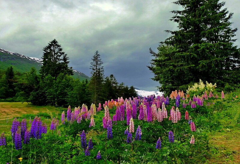 Lupine Flowers in Field — Purple, Dramatic, Summer