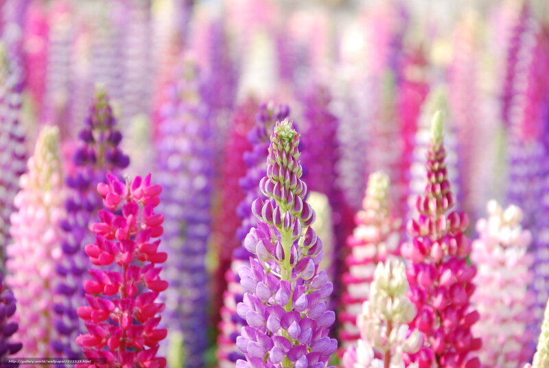Lupine Flowers in Field — Purple, Serene, Afternoon